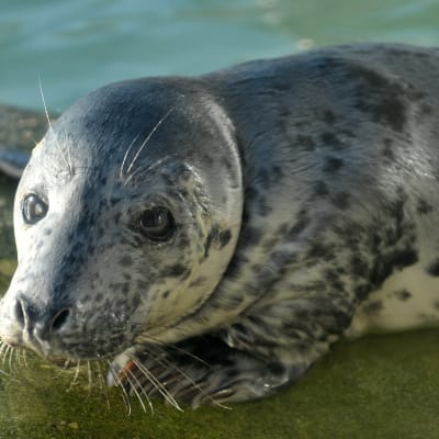 Gråsälen Lina i det fredade tyska området Norddeich.