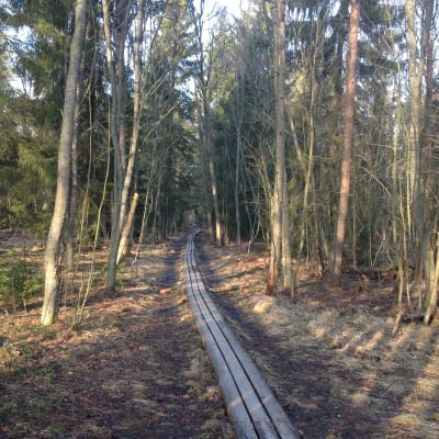 Stig går genom skog.