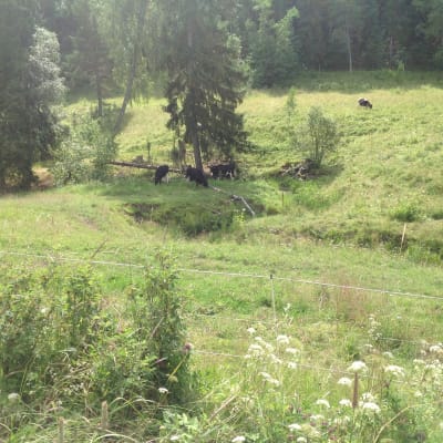 Kor används i miljöbevarande syfte i nationalparken i Sibbo storskog