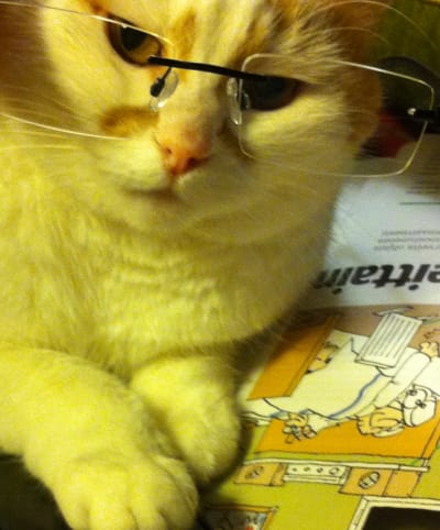 kissa silmälasit päässä