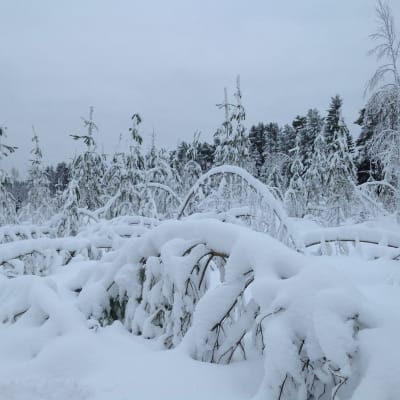Snön trycker ner träd i Pedersöre