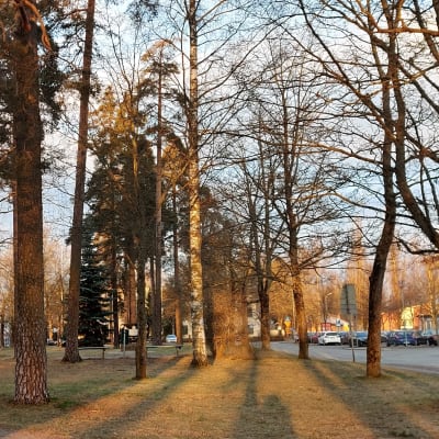 Tuomas Gerdtin nimikkopuisto Lappeenrannan Lauritsalassa.