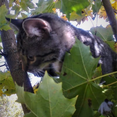 Kissa puussa
