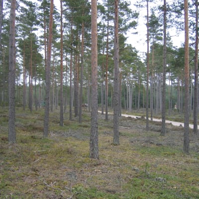 Tallskog, kluven av en smal väg.