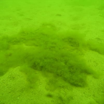 Drivande algmattor på havsbottnen är ett tecken på övergödning