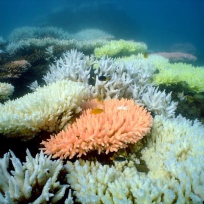 Korallblekning vid ön North Keppel på Stora barriärrevet i Australien