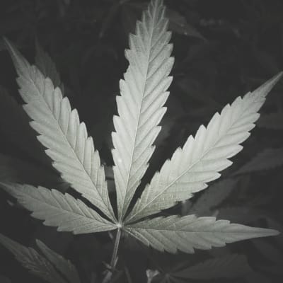 En detaljbild på en cannabisplanta. 