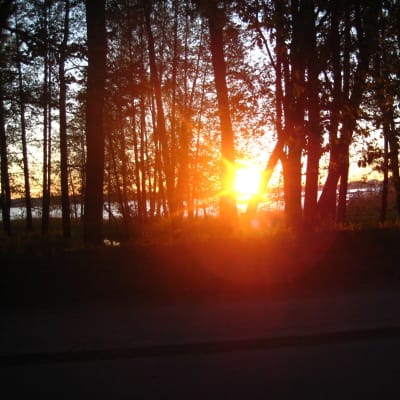 Solen och havet skymtar mellan svarta silhuetter av träd.