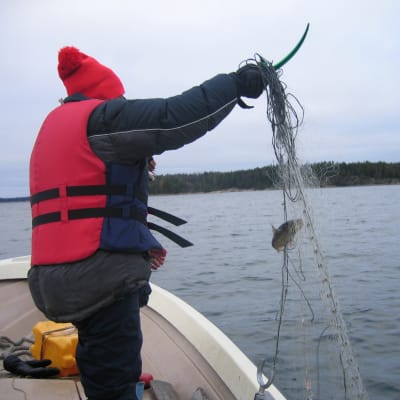 Fritidsfiskare med röd mössa och flytväst tar upp nät med en abborre i sin roddbåt.