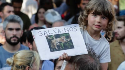 Ett barn som håller upp ett plakat med en jaguar på i en demonstration mot skövlingen av Amazonas regnskog. 