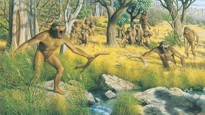 Illustration av en skara australopithecus-hominider.
