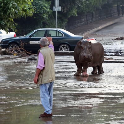En flodhäst på gatan i Tbilisi, Georgien efter översvämningar som dödat minst åtta personer.
