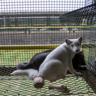 En vit räv och en svart räv i bakgrunden. De befinner sig i en bur. 