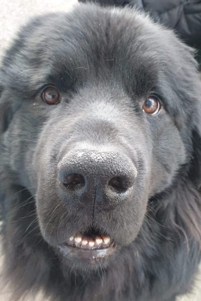 Närbild av ansiktet till en svart långhårig hund.