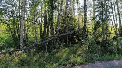 Telefonlinje med träd hängande över.