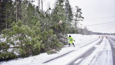 Röjning av stormskador över ellinjer på Åland