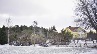Kullfallna träd vid en gårdsplan på Åland efter Stormen 2.1.2019