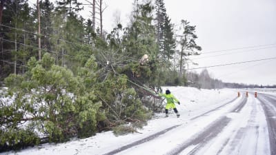 Stormen välte många träd över körbanan.