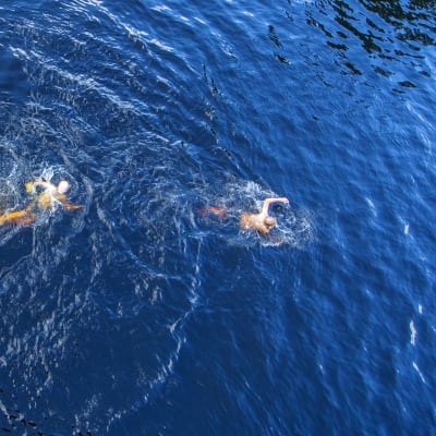 Kaksi uimaria ui Väinölänniemen uimatornista kuvattuna.
