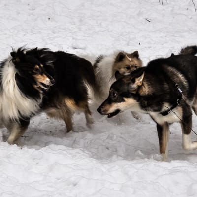 Kolme koiraa leikkimässä koirapuistossa.