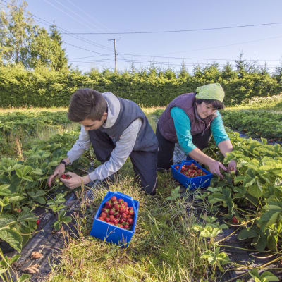 Sortavalalaiset Artem ja Irina Klemzikova poimivat mansikoita Venälän tilalla Kuopiossa