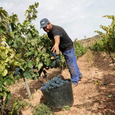 Viljelijä korjaa käsin tummia rypäleitä viljelyksillä Cenicerossa, La Riojassa.