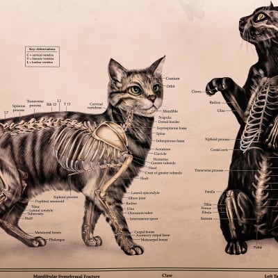 Plansch föreställande katters anatomi