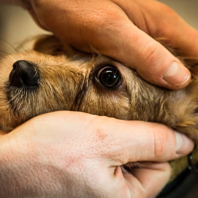 Hund undersöks av veterinär