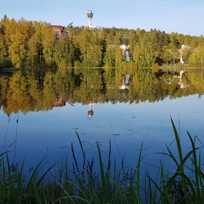 Sammakkolampi Puijonlaaksossa Kuopiossa, syksy 2019.