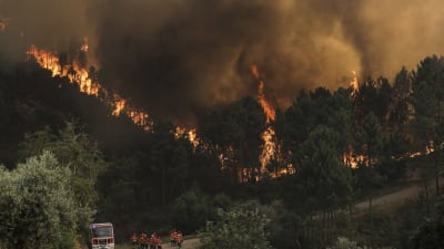 Metsäpalot riehuivat sunnuntaina Oleirosin kunnassa sijaitsevassa Castelo Brancossa.