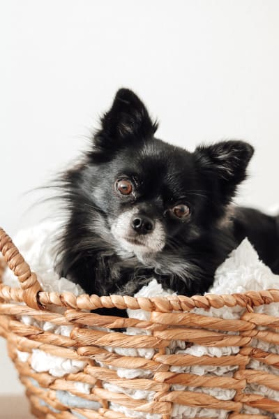 Liten svart hund, med vitt i nosen, ligger i en korg.