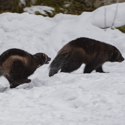 Ahmapari Ähtärin eläinpuistossa, Julia jahtaa Mattia lumella