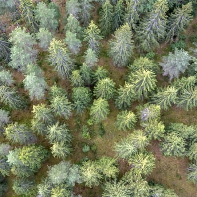 Metsälaidun Ähtärissä