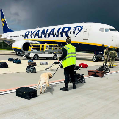 Ryanairs plan, kappsäckar på marken utanför planet på marken och en hund som luktar på dem.