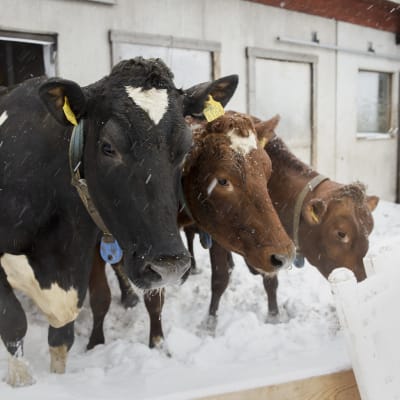 Lehmiä ulkona aitauksessa lumisateessa.