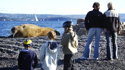 En grupp vuxna och barn står och tittar på en valross som ligger på en strand i Oslo. I bakgrunden syns segelbåtar i Oslofjorden.