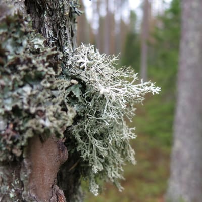 Jäkälää männyn kyljessä.