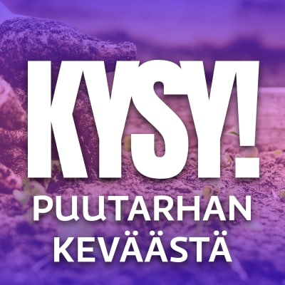Naisen kädet työntyvät multaan ja kuvassa KYSY! Puutarhan keväästä -teksti.