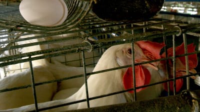 Broiler inom äggproduktionen.