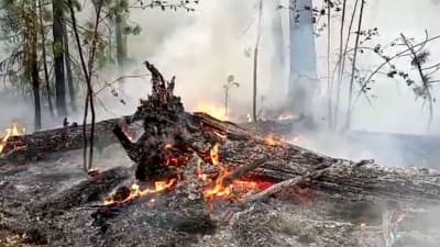 Brinnande och förkolnade träd.