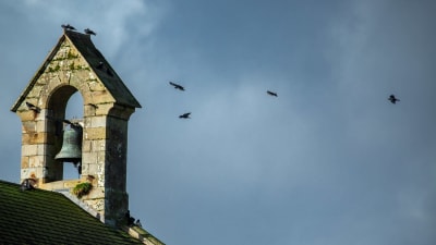 Kyrkklocka och fåglar som flyger