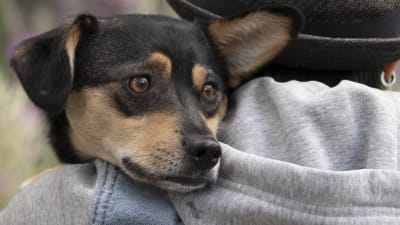 Pepi-rescuekoira isäntänsä Akira Greuksen olalla