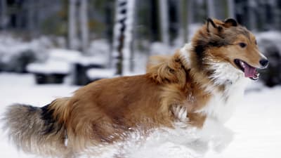 En colliehund springer i snön