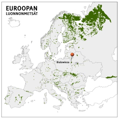 Kartassa esitetty hajanaisia alueita Euroopassa, joista vielä löytyy luonnontilaista metsää.