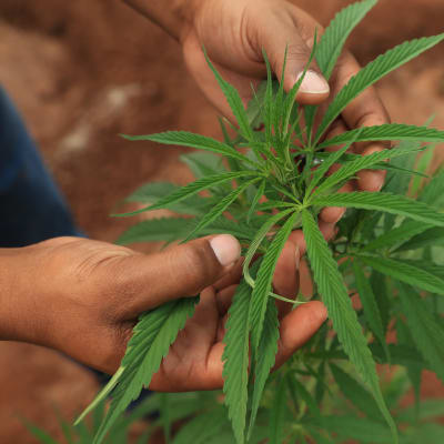 Person håller i en cannabisplanta 