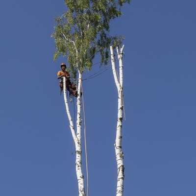 Arboristi Tuomas Murdoch on karsimansa koivun latvassa. Hän pysyy puussa turvakenkien ja turvaköysien varassa. Päässään hänellä on turvakypärä ja kuulosuojaimet. Kaksilatvaisen koivun toisessa haarassa ei ole enää lainkaan oksia.
