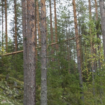 Puu kaatuu alkusyksyisessä mäntymetsässä Leppävirralla. 