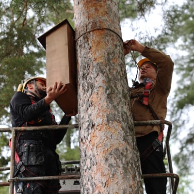 Miehet asentavat linnunpönttöä korkealle puuhun.