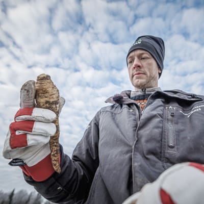 Viljelijä Mikael Segerstam, Uusikaarlepyy, on kaivanut lapiolla esiin palsternakan jäätyneestä pellosta. 