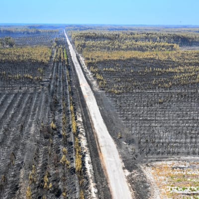 En bild tagen från luften där det syns nerbränd skog så långt ögat kan se.